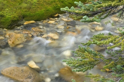 Picture of CANADA, BC, YOHO NP STREAM AND PINE BRANCHES