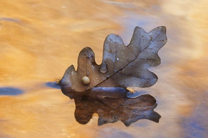 Picture of NEW MEXICO OAK LEAF IN STREAM AT GHOST RANCH