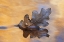 Picture of NEW MEXICO OAK LEAF IN STREAM AT GHOST RANCH