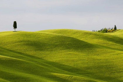 Picture of ITALY, TUSCANY CYPRESS TREE AND WHEAT FIELDS