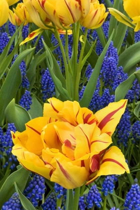 Picture of NETHERLANDS, LISSE TULIPS AND GRAPE HYACINTH