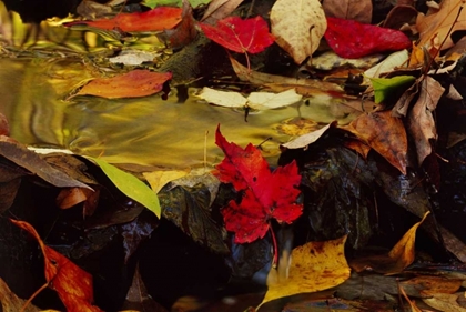 Picture of PA, POCONO MOUNTAINS AUTUMN LEAVES IN STREAM