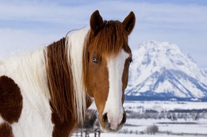 Picture of WY, GRAND TETONS PINTO HORSE AND MOUNT MORAN