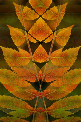 Picture of USA, COLORADO, LAFAYETTE AUTUMN SUMAC MONTAGE