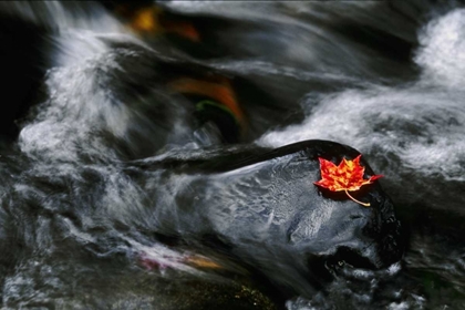 Picture of USA, MAINE MAPLE LEAF ON BLACK ROCK IN STREAM