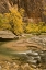 Picture of USA, UTAH, ZION NP VIRGIN RIVER AUTUMN SCENIC