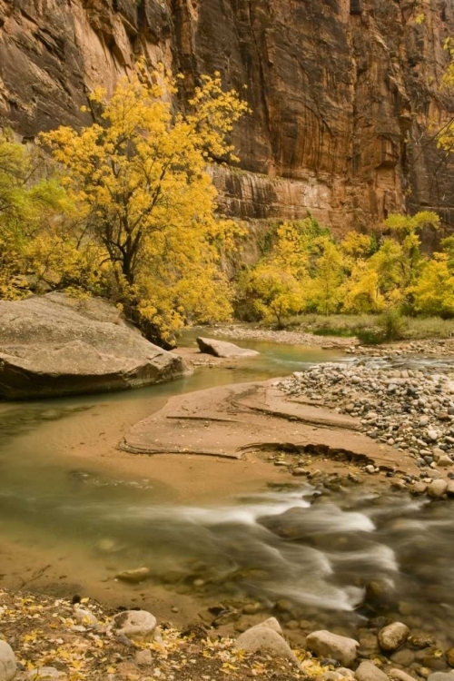 Picture of USA, UTAH, ZION NP VIRGIN RIVER AUTUMN SCENIC