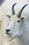 Picture of CO, MOUNT EVANS RECREATION AREA MOUNTAIN GOAT