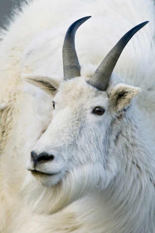 Picture of CO, MOUNT EVANS RECREATION AREA MOUNTAIN GOAT