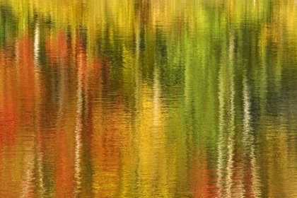 Picture of MI REFLECTION OF AUTUMN BIRCH AND MAPLE TREES