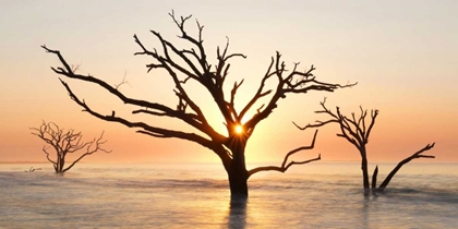 Picture of NORTH CAROLINA SUNRISE AT BOTANY BAY PRESERVE