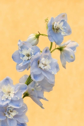 Picture of NETHERLANDS, VENLO DELPHINIUM PARFAIT FLOWERS