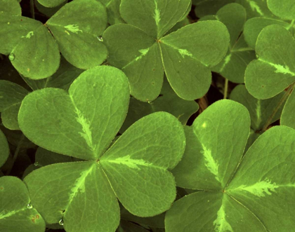 Picture of USA, CALIFORNIA, MUIR WOODS CLOSE-UP OF CLOVER