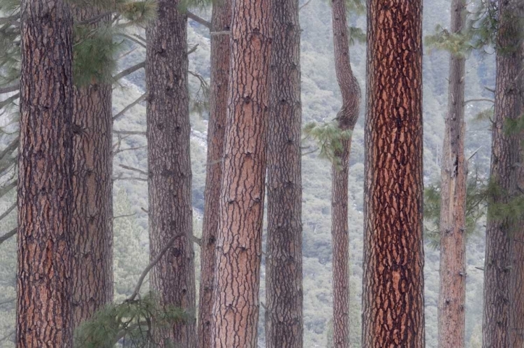 Picture of USA, CALIFORNIA, YOSEMITE NP PINE TREES IN FOG