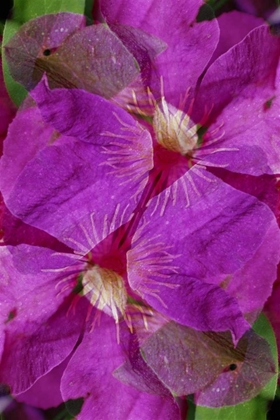 Picture of USA, COLORADO, BOULDER CLEMATIS FLOWER MONTAGE