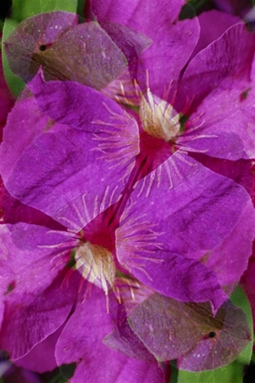 Picture of USA, COLORADO, BOULDER CLEMATIS FLOWER MONTAGE