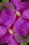 Picture of USA, COLORADO, BOULDER CLEMATIS FLOWER MONTAGE
