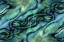 Picture of USA, COLORADO, LAFAYETTE ABALONE SHELL MONTAGE