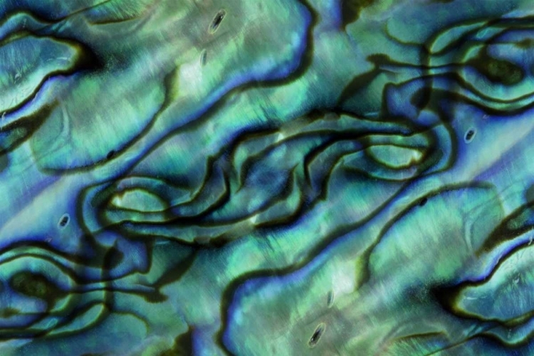 Picture of USA, COLORADO, LAFAYETTE ABALONE SHELL MONTAGE