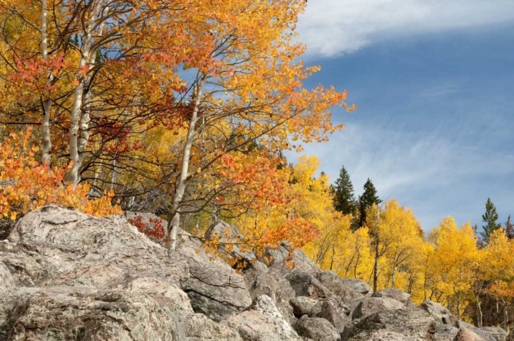 Picture of USA, COLORADO, ROCKY MOUNTAIN NP AUTUMN SCENIC