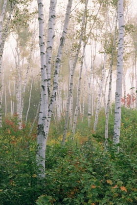 Picture of USA, NEW HAMPSHIRE BIRCH TREES IN CLEARING FOG
