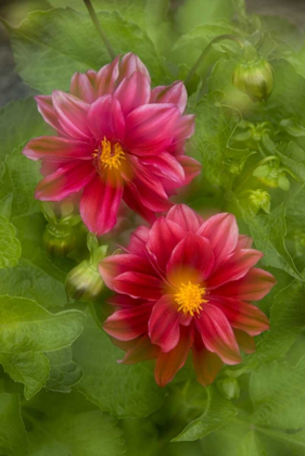 Picture of USA, WASHINGTON, WHIDBEY ISLAND DAHLIA MONTAGE