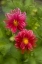 Picture of USA, WASHINGTON, WHIDBEY ISLAND DAHLIA MONTAGE