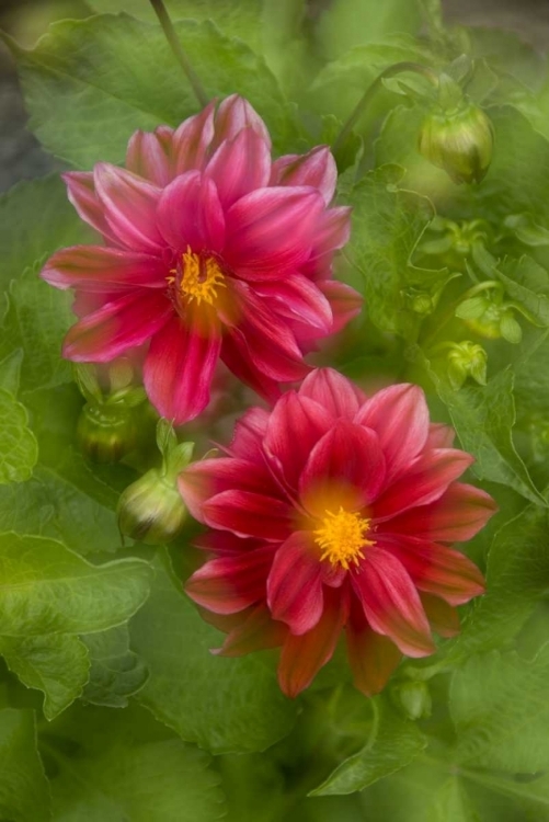 Picture of USA, WASHINGTON, WHIDBEY ISLAND DAHLIA MONTAGE