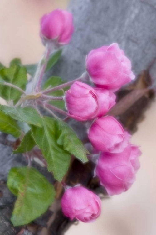 Picture of COLORADO, LAFAYETTE CRAB APPLE BLOSSOM MONTAGE