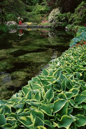 Picture of CANADA, BC, VICTORIA BEAUTIFUL GARDEN SCENIC