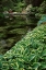 Picture of CANADA, BC, VICTORIA BEAUTIFUL GARDEN SCENIC