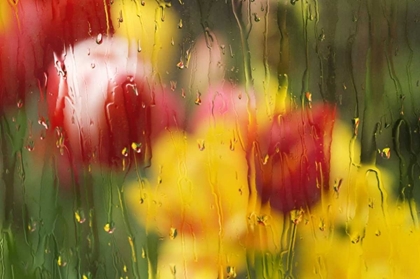 Picture of EUROPE, NETHERLANDS TULIPS THROUGH A WET WINDOW