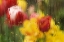 Picture of EUROPE, NETHERLANDS TULIPS THROUGH A WET WINDOW