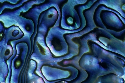 Picture of USA, COLORADO, LAFAYETTE ABALONE SHELL CLOSE-UP