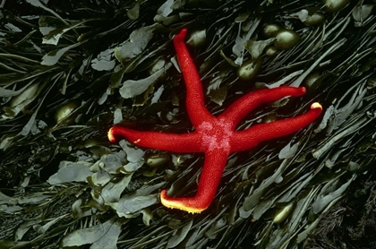 Picture of WA, TONGUE POINT SEA STAR AND KELP IN TIDE POOL