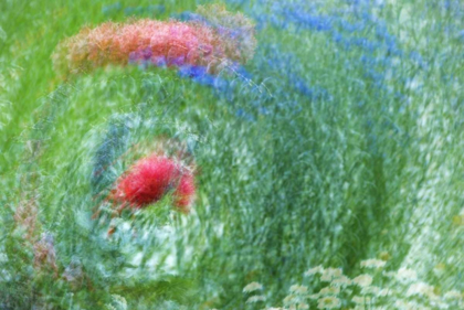 Picture of WA, WHIDBEY ISL MONTAGE OF FLOWERS AND GREENERY