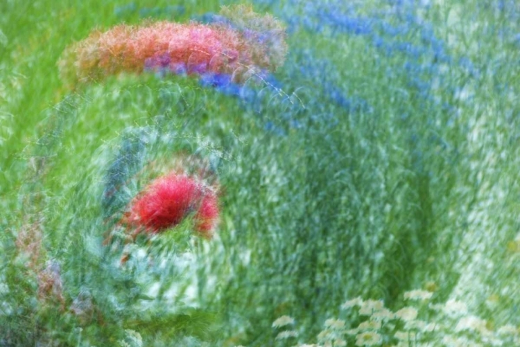 Picture of WA, WHIDBEY ISL MONTAGE OF FLOWERS AND GREENERY