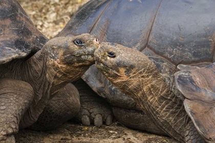 Picture of ECUADOR, GALAPAGOS ISLANDS GIANT MALE TORTOISES