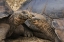 Picture of ECUADOR, GALAPAGOS ISLANDS GIANT MALE TORTOISES