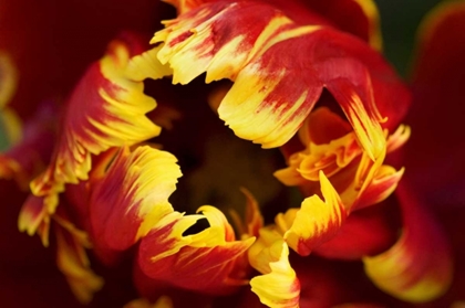 Picture of EUROPE, NETHERLANDS, LISSE PARROT TULIP CLOSE-UP