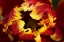 Picture of EUROPE, NETHERLANDS, LISSE PARROT TULIP CLOSE-UP