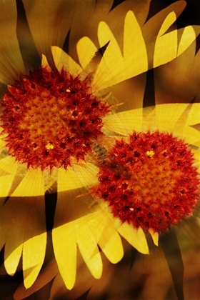 Picture of USA, COLORADO, BOULDER GAILLARDIA FLOWER MONTAGE