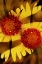 Picture of USA, COLORADO, BOULDER GAILLARDIA FLOWER MONTAGE