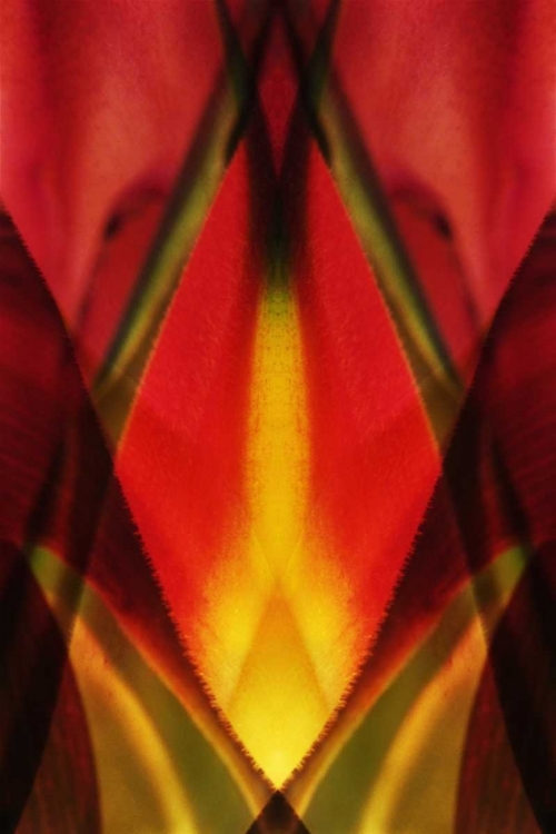 Picture of USA, COLORADO, LAFAYETTE HELICONIA PLANT MONTAGE