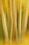 Picture of COLORADO, SAN JUAN MOUNTAINS ASPEN TREE ABSTRACT