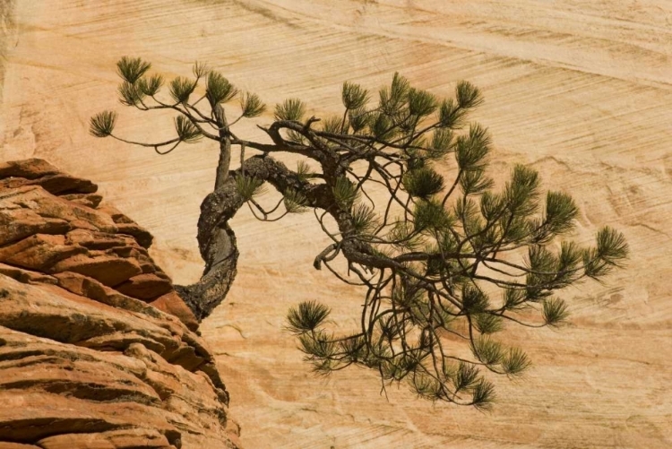 Picture of UTAH, ZION NP PINE TREE GROWING OUT OF RED ROCKS