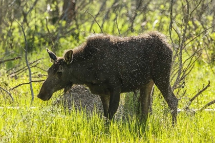 Picture of COLORADO, ROCKY MTS MOOSE SHAKING OFF WATER