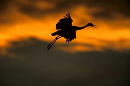 Picture of NEW MEXICO SANDHILL CRANE LANDING AT SUNSET