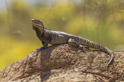 Picture of ARIZONA, SONORAN DESERT SPINY-TAILED IGUANA