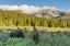 Picture of CO, ARAPAHO NF MALE MOOSE GRAZING ON BUSHES